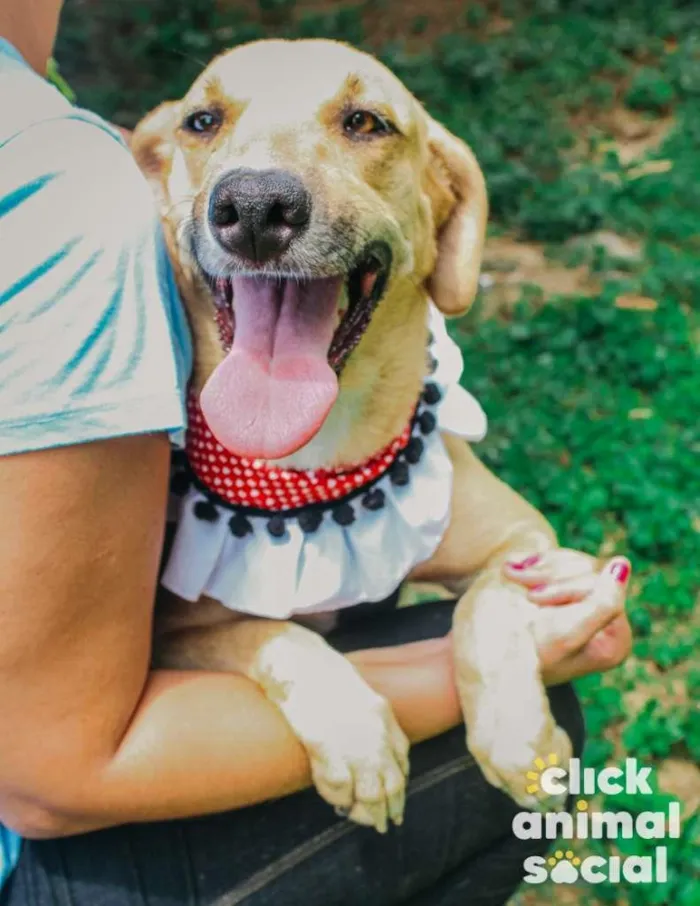 Cachorro ra a SRD-ViraLata idade 3 anos nome Athena