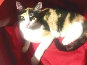 Gato raça SRD-ViraLata idade 2 a 6 meses nome Mel