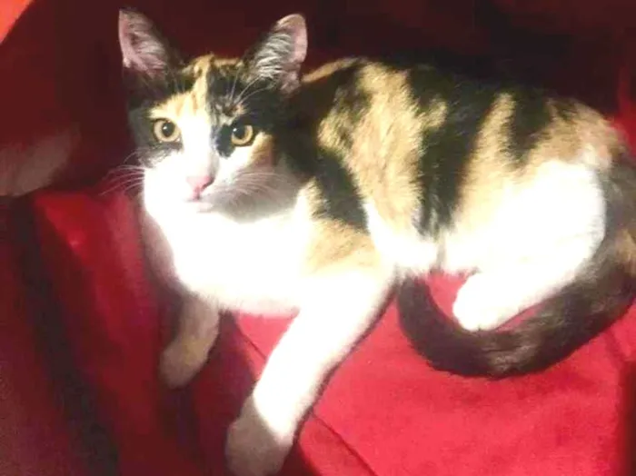 Gato ra a SRD-ViraLata idade 2 a 6 meses nome Mel