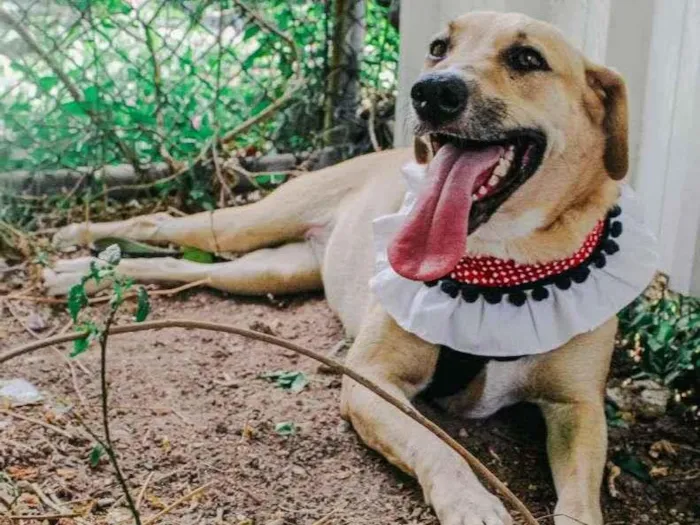 Cachorro ra a SRD-ViraLata idade 3 anos nome Athena