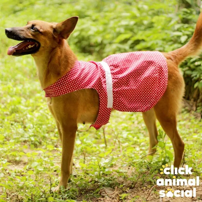 Cachorro ra a SRD-ViraLata idade 2 anos nome Bombom
