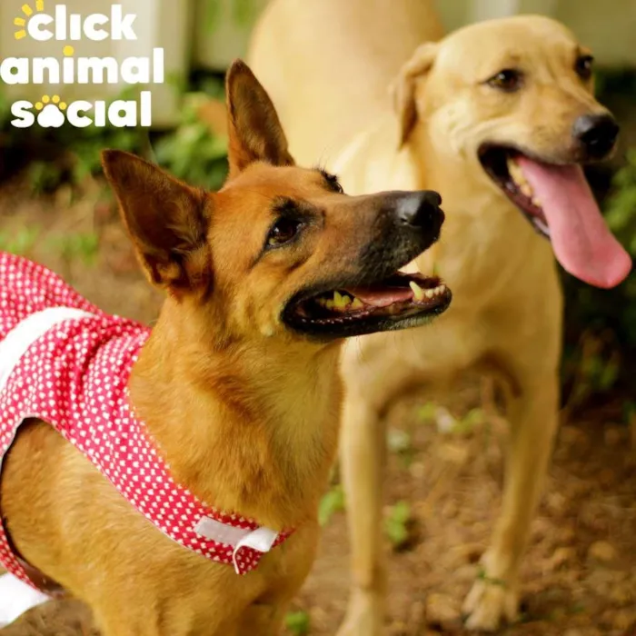 Cachorro ra a SRD-ViraLata idade 2 anos nome Bombom