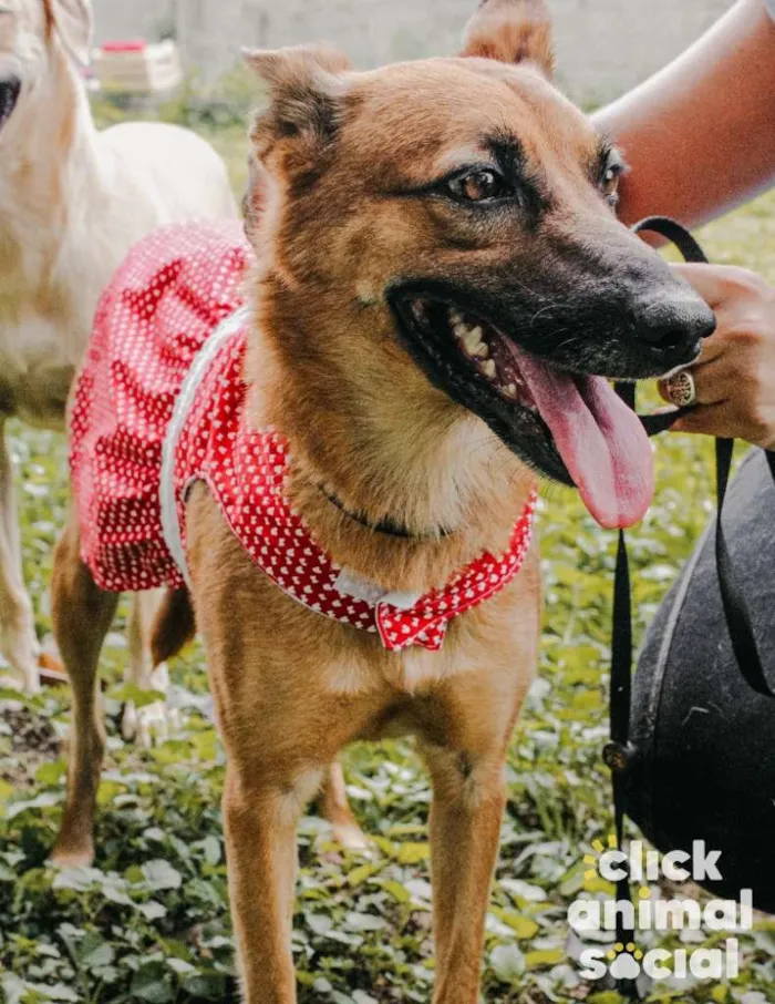 Cachorro ra a SRD-ViraLata idade 2 anos nome Bombom