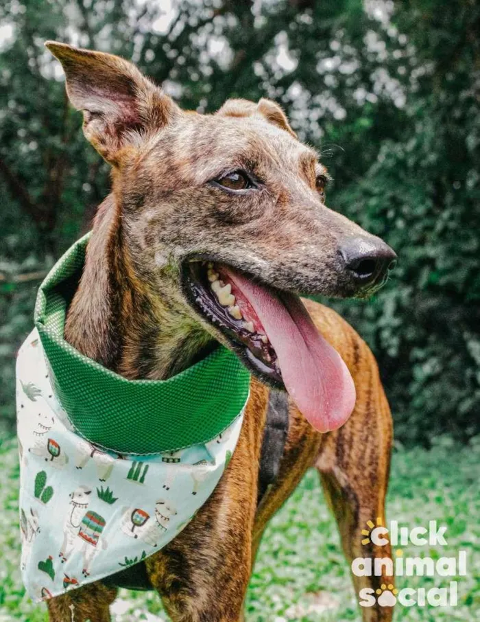Cachorro ra a SRD-ViraLata idade 2 anos nome Puma