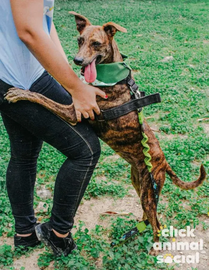 Cachorro ra a SRD-ViraLata idade 2 anos nome Puma