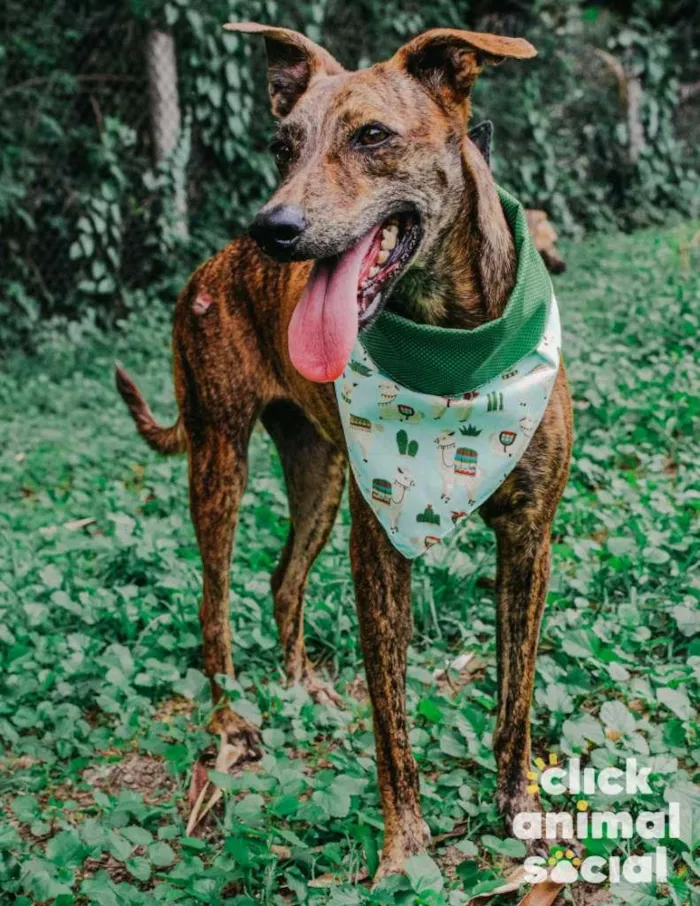 Cachorro ra a SRD-ViraLata idade 2 anos nome Puma