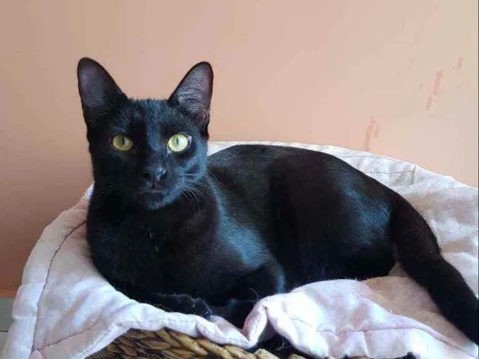 Gato ra a SRD idade 2 a 6 meses nome Zulú