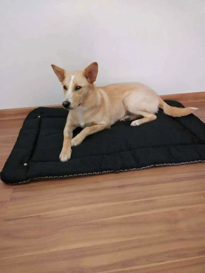 Cachorro ra a Vira-Lata idade 1 ano nome Puka