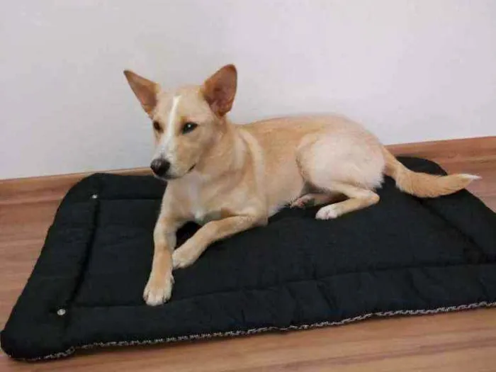 Cachorro ra a Vira-Lata idade 1 ano nome Puka