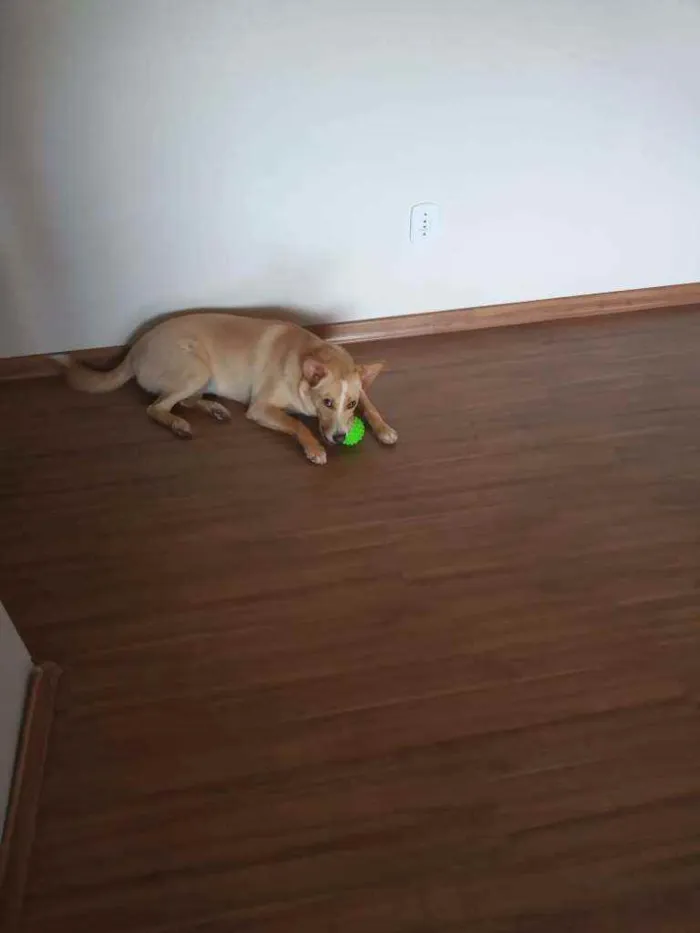 Cachorro ra a Vira-Lata idade 1 ano nome Puka
