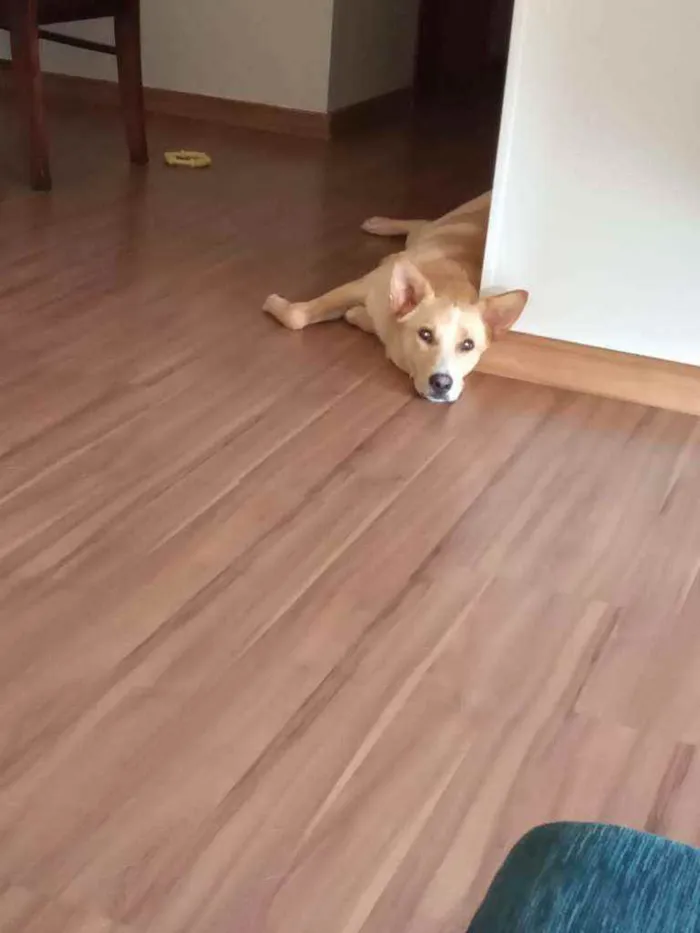 Cachorro ra a Vira-Lata idade 1 ano nome Puka