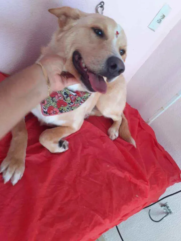 Cachorro ra a Vira-Lata idade 1 ano nome Puka