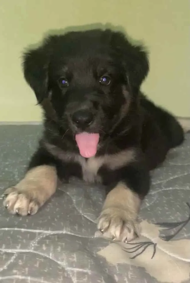 Cachorro ra a Pastor suíço com vira lata  idade Abaixo de 2 meses nome sem nome ainda 