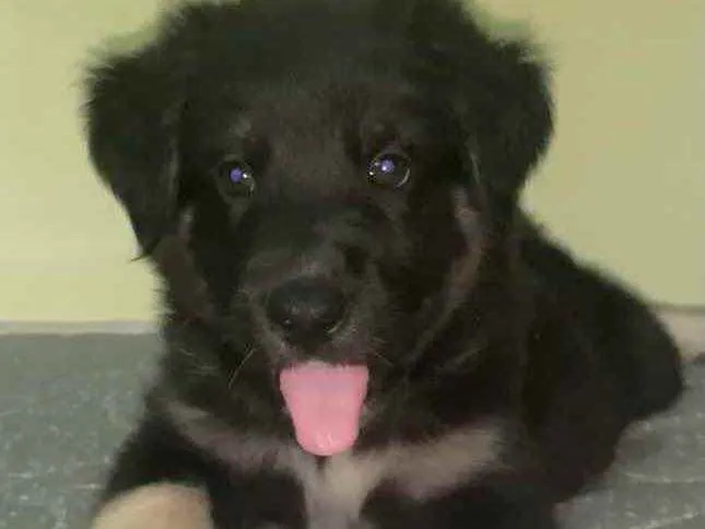 Cachorro ra a Pastor suíço com vira lata  idade Abaixo de 2 meses nome sem nome ainda 