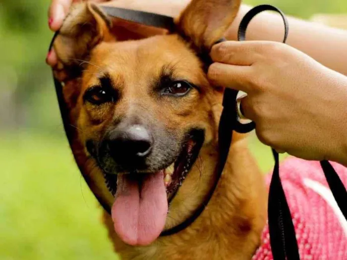 Cachorro ra a SRD-ViraLata idade 2 anos nome Bombom