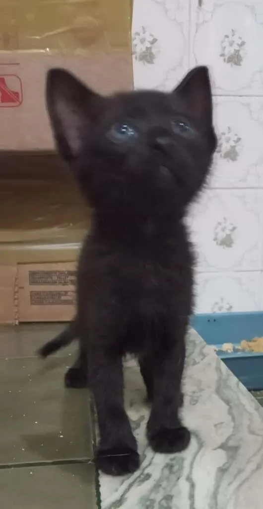 Gato ra a SRD idade Abaixo de 2 meses nome MIUDEZA