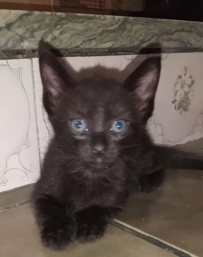 Gato ra a SRD idade Abaixo de 2 meses nome DANETE