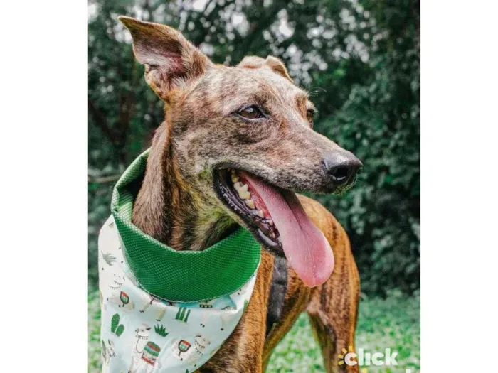 Cachorro ra a SRD-ViraLata idade 2 anos nome Puma
