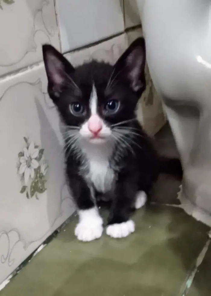 Gato ra a SRD idade Abaixo de 2 meses nome PITUCO