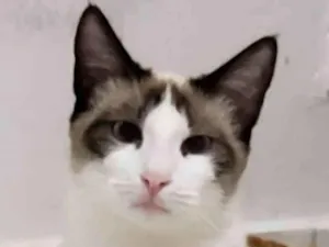 Gato raça Sem raça definida idade 1 ano nome Bianca