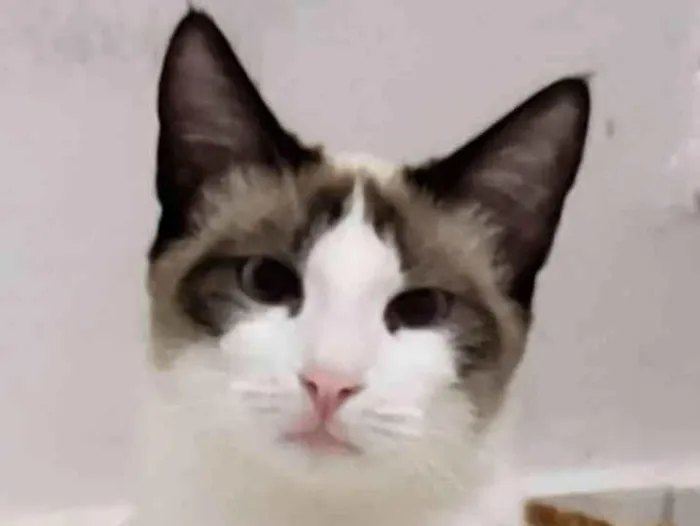 Gato ra a Sem raça definida idade 1 ano nome Bianca
