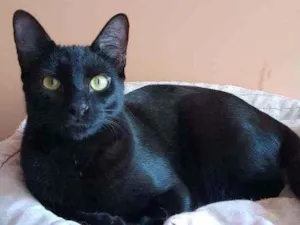 Gato raça SRD idade 2 a 6 meses nome Zulú