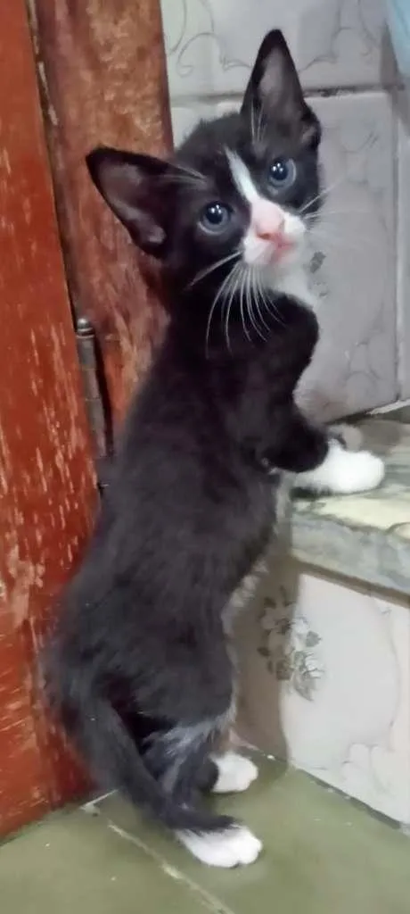 Gato ra a SRA idade 2 a 6 meses nome BELEZURA