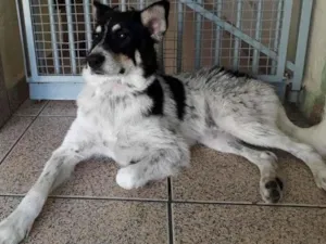 Cachorro raça mix idade  nome Zeus