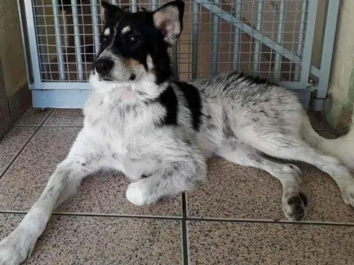 Cachorro raça mix idade  nome Zeus
