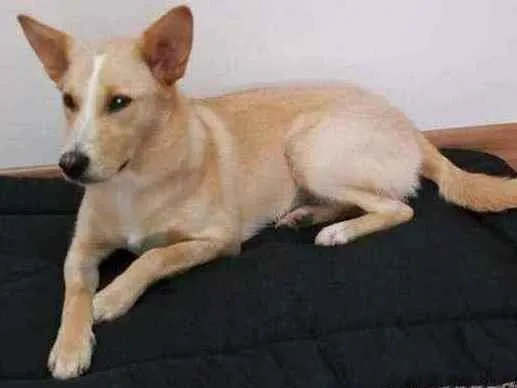 Cachorro ra a Vira-Lata idade 1 ano nome Puka