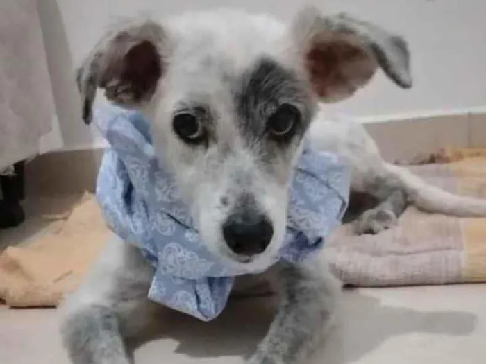 Cachorro raça SRD idade 3 anos nome Piratinha 