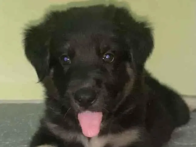 Cachorro ra a Pastor suíço com vira lata  idade Abaixo de 2 meses nome sem nome ainda 