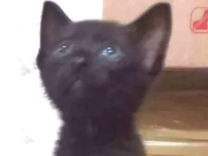 Gato raça SRD idade Abaixo de 2 meses nome MIUDEZA