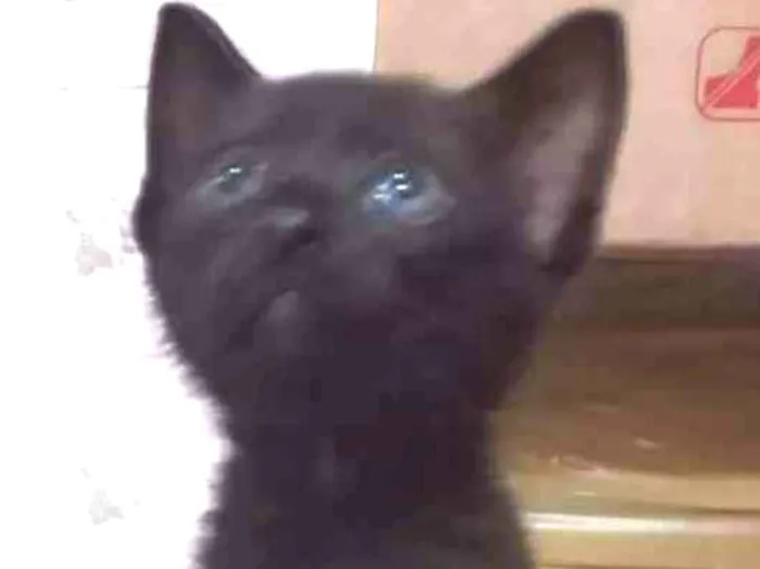 Gato ra a SRD idade Abaixo de 2 meses nome MIUDEZA