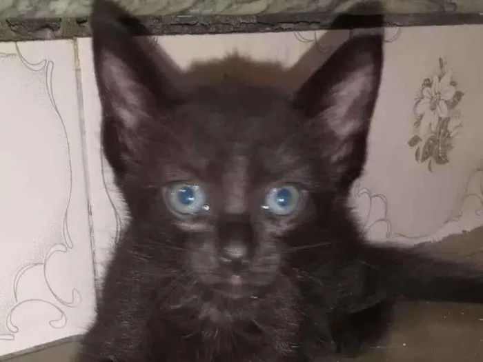 Gato ra a SRD idade Abaixo de 2 meses nome DANETE
