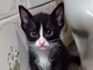 Gato raça SRD idade Abaixo de 2 meses nome PITUCO