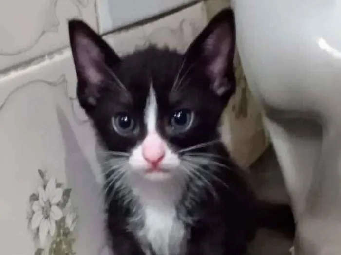 Gato ra a SRD idade Abaixo de 2 meses nome PITUCO
