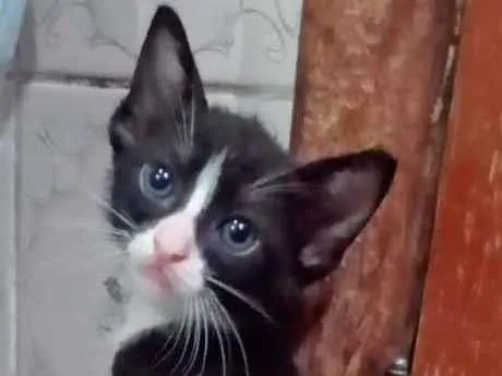Gato ra a SRA idade 2 a 6 meses nome BELEZURA
