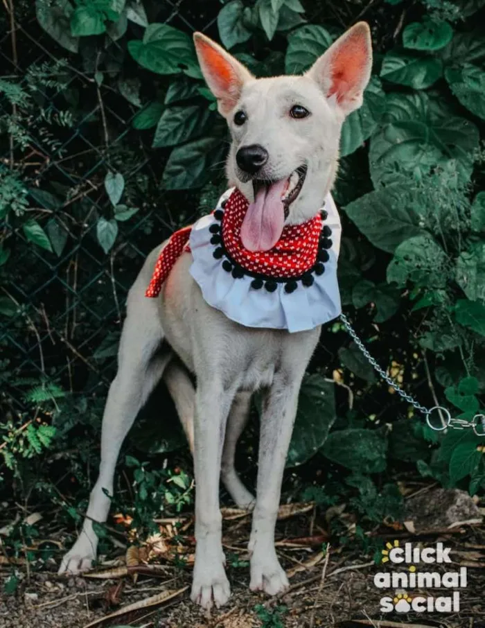 Cachorro raça SRD-ViraLata idade 2 anos nome Branquela