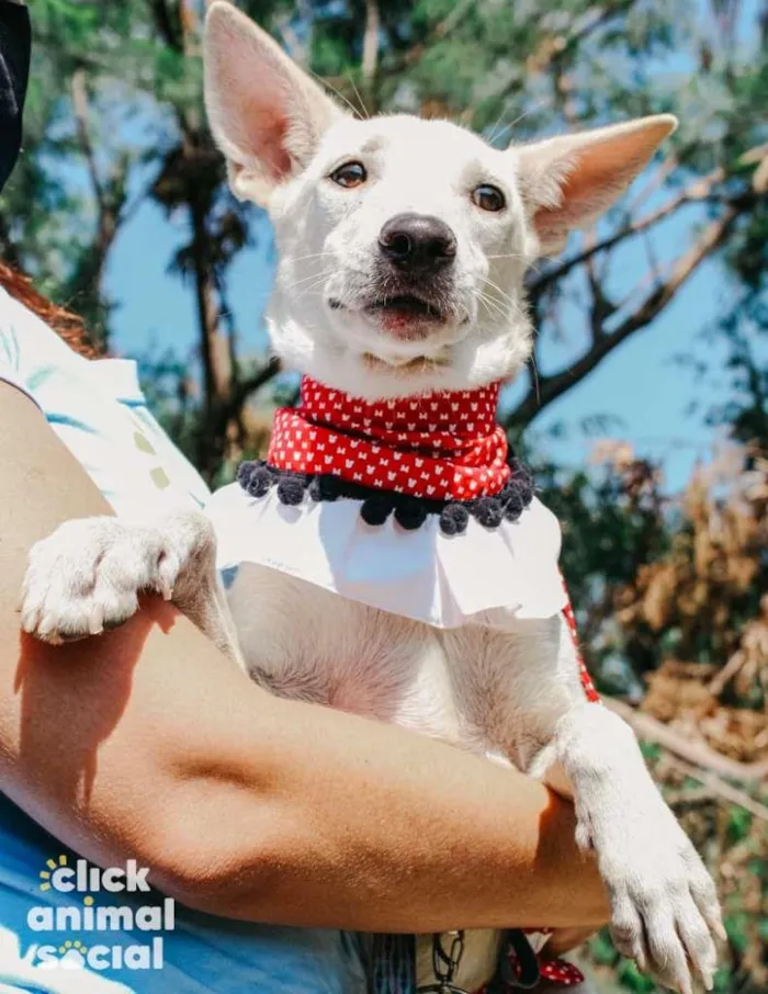 Cachorro raça SRD-ViraLata idade 2 anos nome Branquela