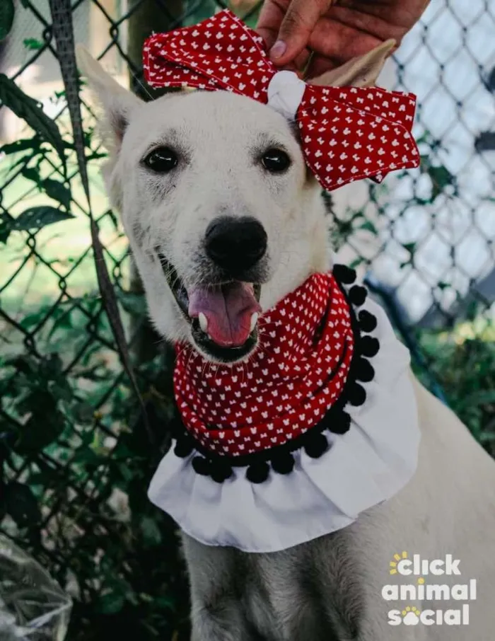 Cachorro raça SRD-ViraLata idade 2 anos nome Branquela