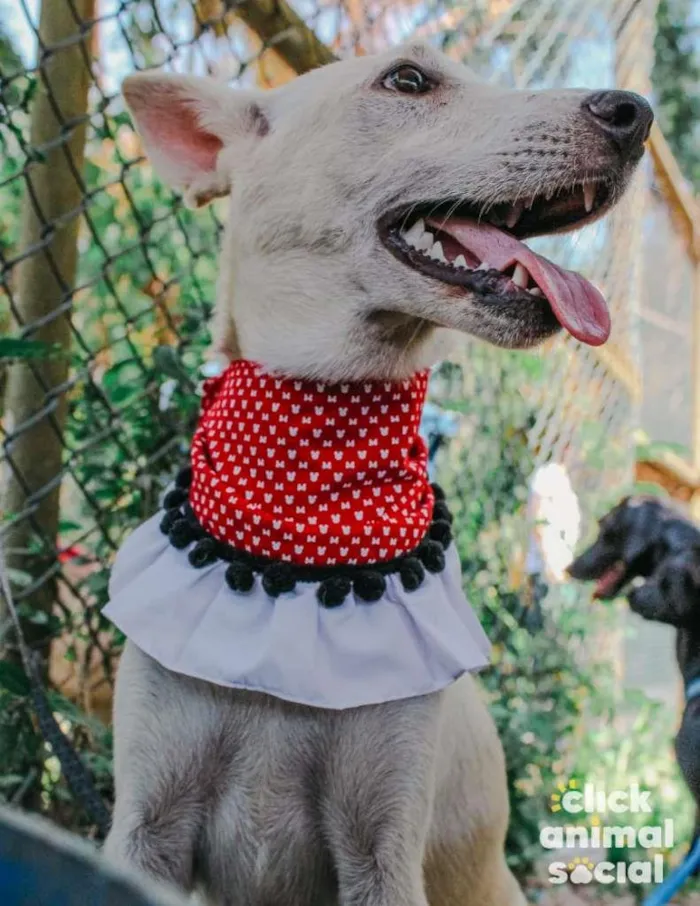 Cachorro raça SRD-ViraLata idade 2 anos nome Branquela