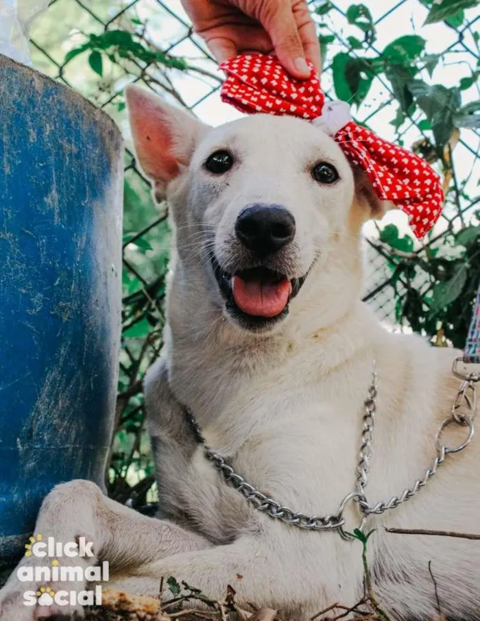Cachorro raça SRD-ViraLata idade 2 anos nome Branquela
