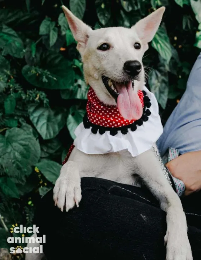 Cachorro raça SRD-ViraLata idade 2 anos nome Branquela