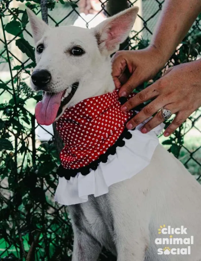 Cachorro raça SRD-ViraLata idade 2 anos nome Branquela