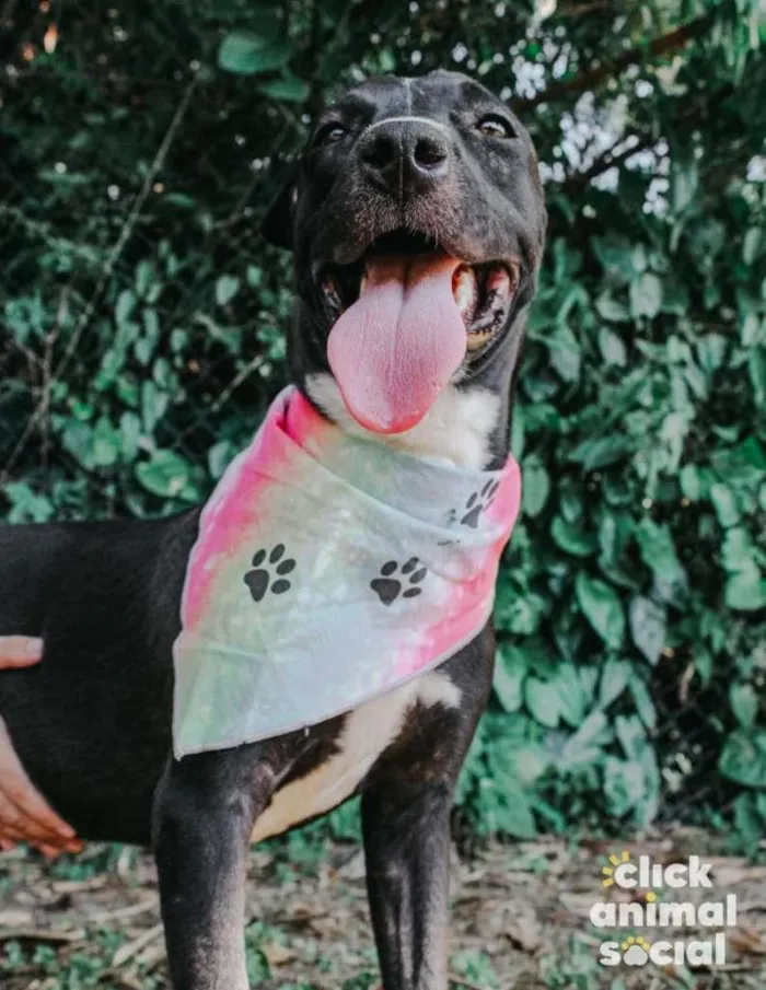 Cachorro ra a SRD-ViraLata idade 2 anos nome Pretela