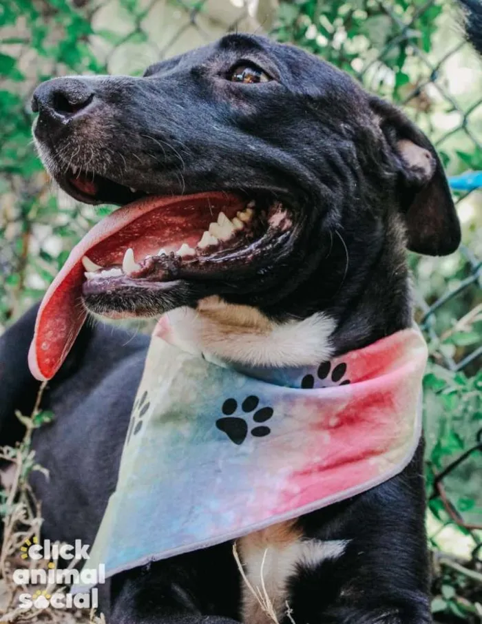 Cachorro ra a SRD-ViraLata idade 2 anos nome Pretela