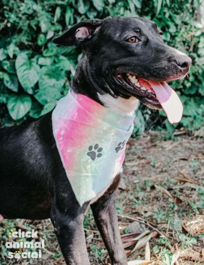 Cachorro ra a SRD-ViraLata idade 2 anos nome Pretela