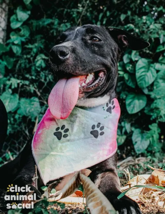 Cachorro ra a SRD-ViraLata idade 2 anos nome Pretela