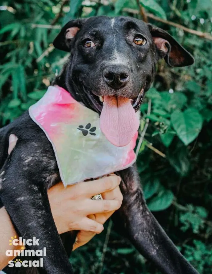 Cachorro ra a SRD-ViraLata idade 2 anos nome Pretela